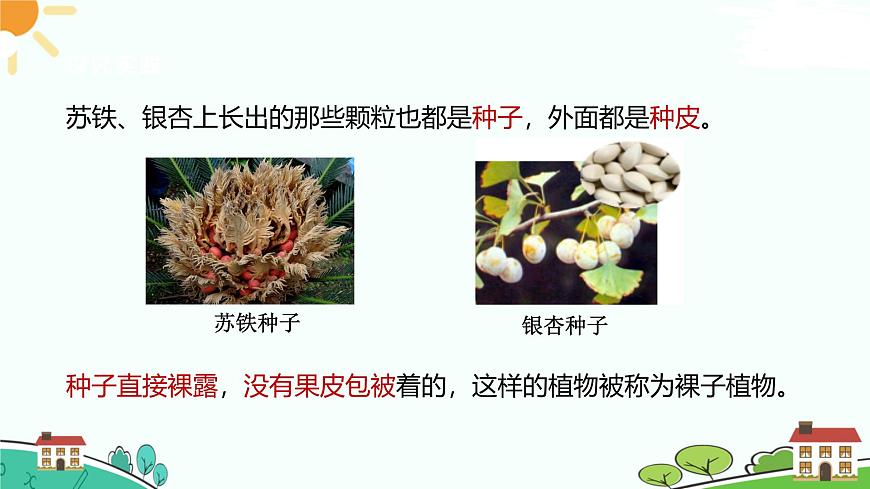 浙教版2024七年級上冊科學第2節(jié)  形形色色的植物（第2課時） 課件第5頁