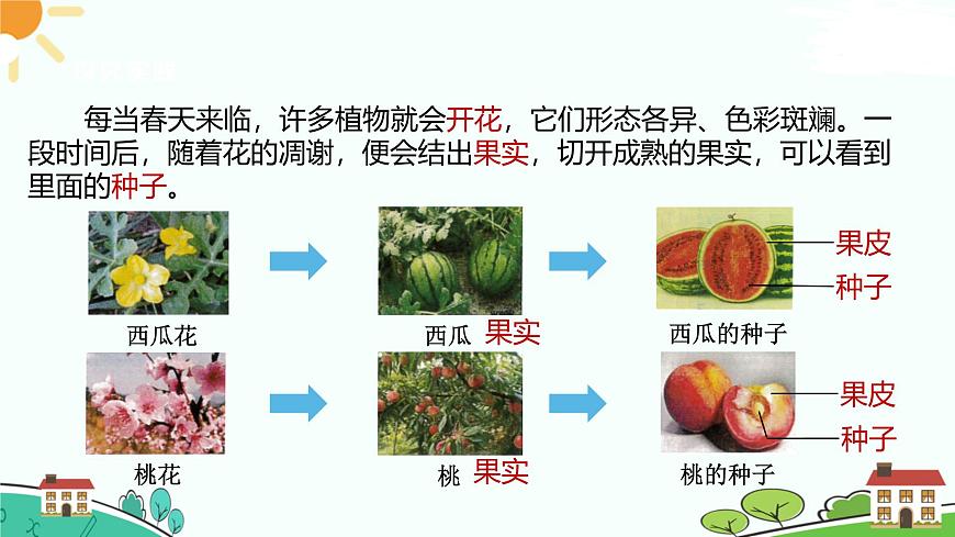 浙教版2024七年級上冊科學第2節(jié)  形形色色的植物（第2課時） 課件第8頁