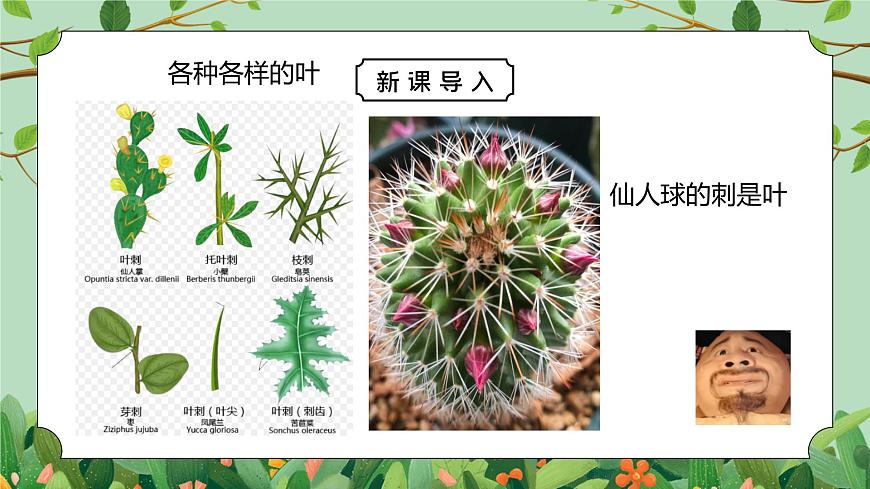 浙教版八下科學(xué)4.5《植物的葉與蒸騰作用》PPT課件第5頁