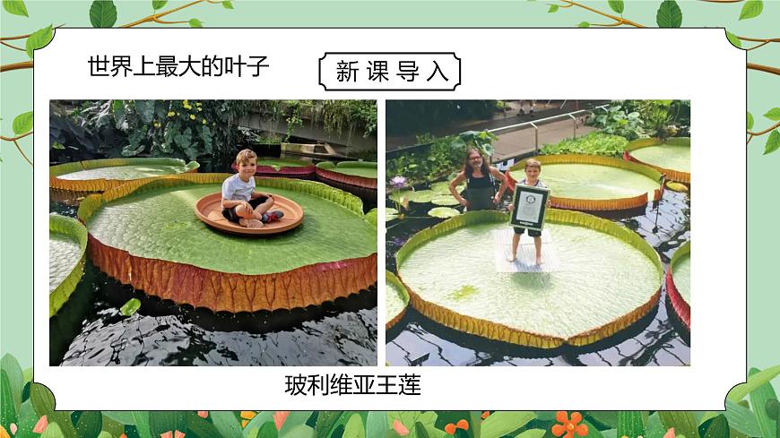 浙教版八下科學(xué)4.5《植物的葉與蒸騰作用》PPT課件第8頁