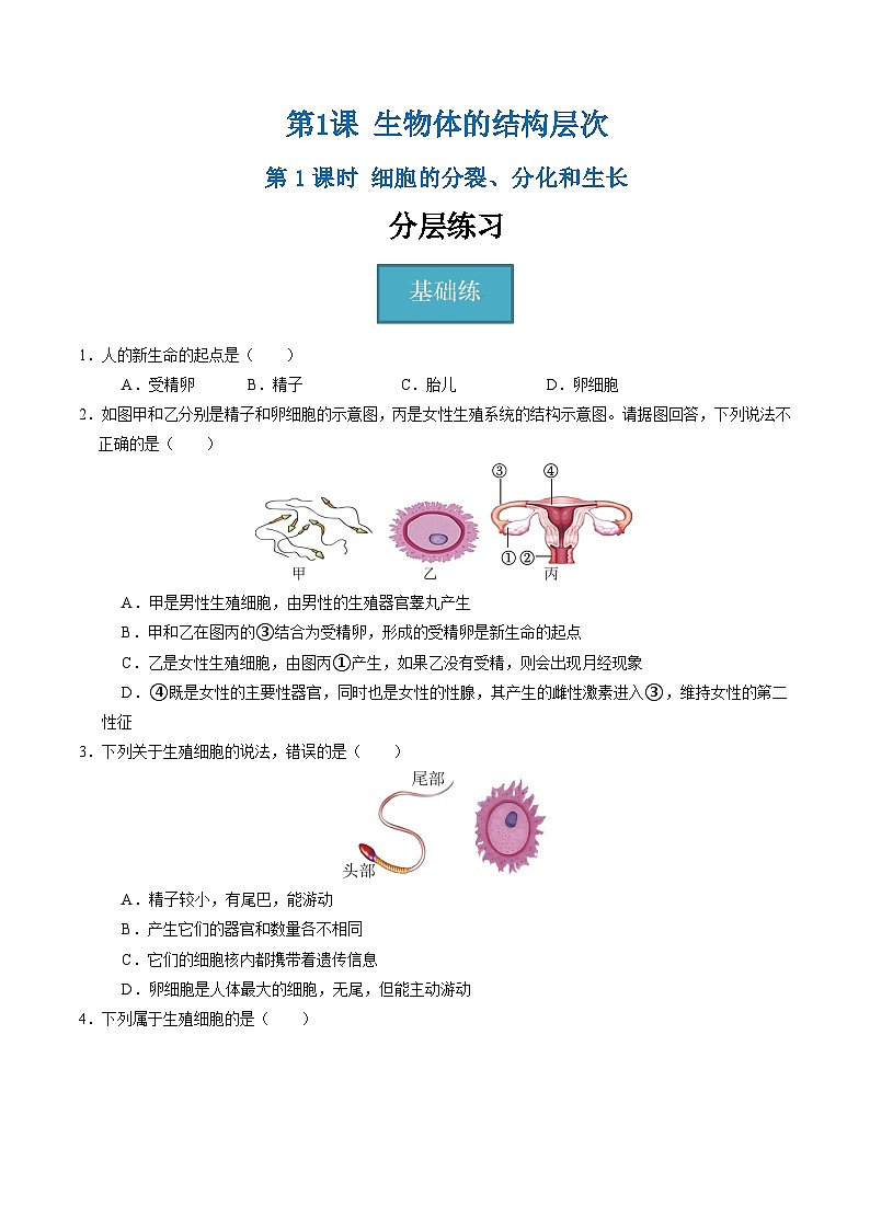 1.1 生物体的结构层次(第1课时)(练习)第1页