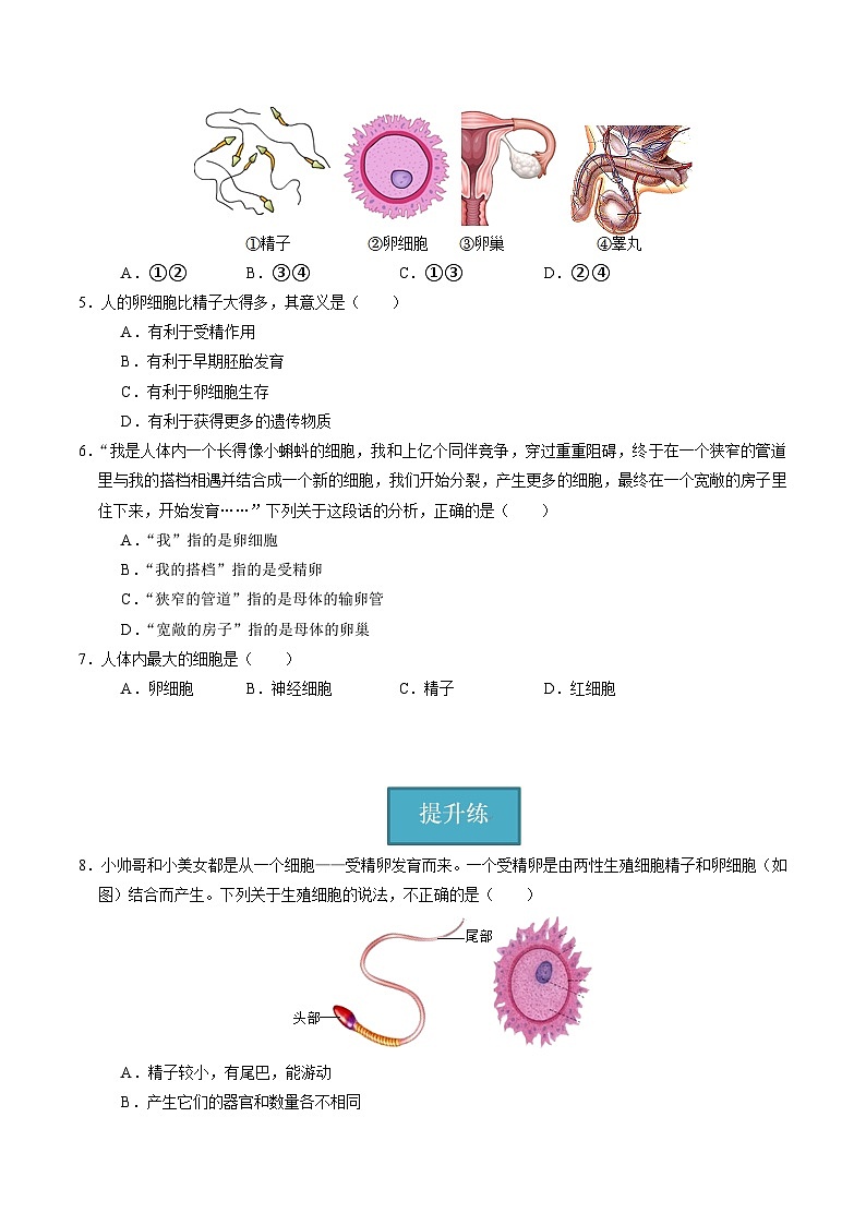 1.1 生物体的结构层次(第1课时)(练习)第2页