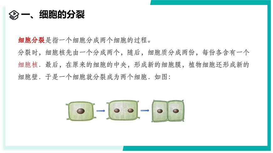 1.1 生物體的結(jié)構(gòu)層次（第1課時(shí)）-初中科學(xué)七年級(jí)下冊(cè) 同步教學(xué)課件（浙教版2024）第3頁