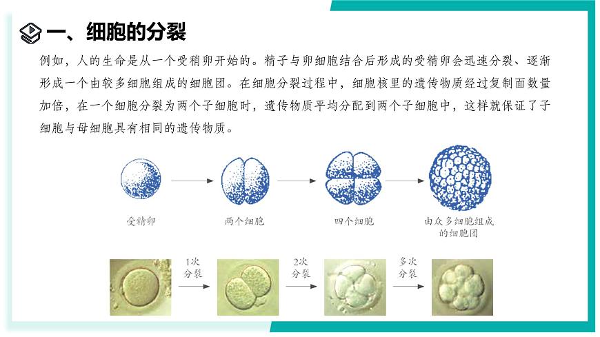 1.1 生物體的結(jié)構(gòu)層次（第1課時(shí)）-初中科學(xué)七年級(jí)下冊(cè) 同步教學(xué)課件（浙教版2024）第4頁