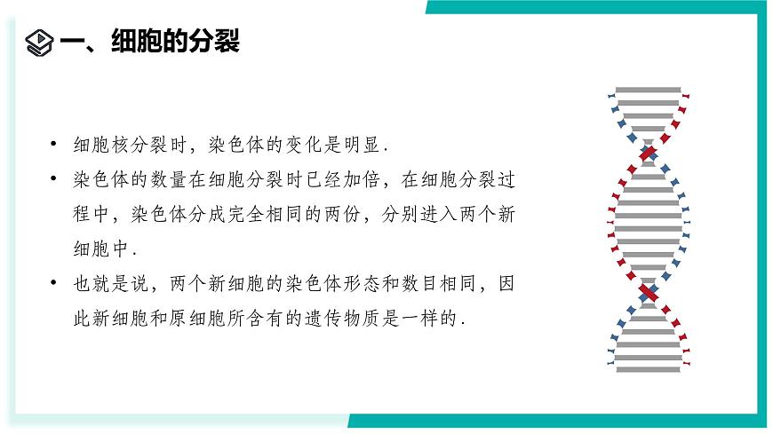 1.1 生物體的結(jié)構(gòu)層次（第1課時(shí)）-初中科學(xué)七年級(jí)下冊(cè) 同步教學(xué)課件（浙教版2024）第5頁