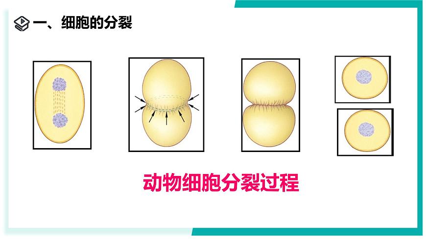 1.1 生物體的結(jié)構(gòu)層次（第1課時(shí)）-初中科學(xué)七年級(jí)下冊(cè) 同步教學(xué)課件（浙教版2024）第6頁
