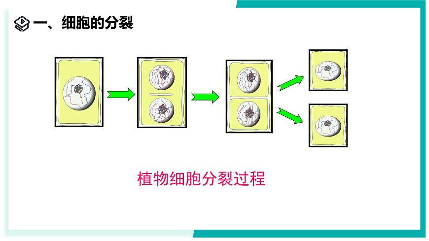 1.1 生物體的結(jié)構(gòu)層次（第1課時(shí)）-初中科學(xué)七年級(jí)下冊(cè) 同步教學(xué)課件（浙教版2024）第7頁