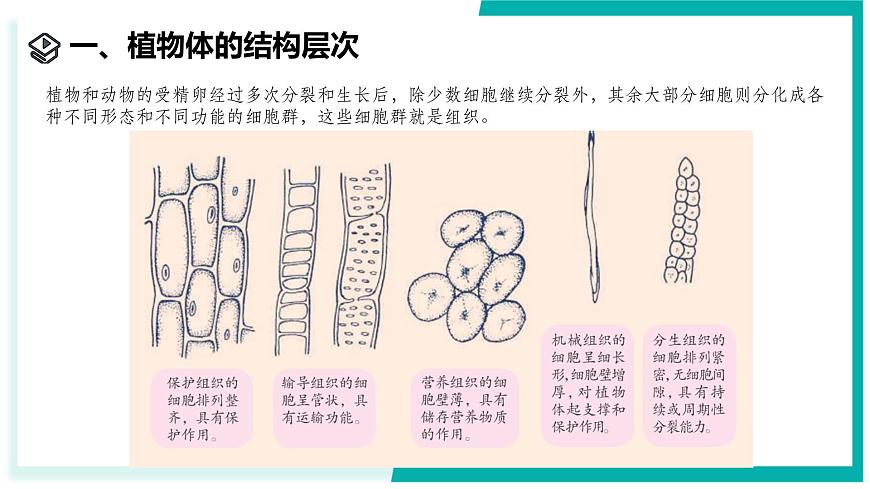 1.1 生物體的結(jié)構(gòu)層次（第2課時）-初中科學(xué)七年級下冊 同步教學(xué)課件（浙教版2024）第3頁