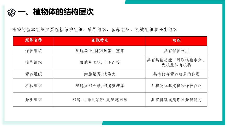 1.1 生物體的結(jié)構(gòu)層次（第2課時）-初中科學(xué)七年級下冊 同步教學(xué)課件（浙教版2024）第4頁