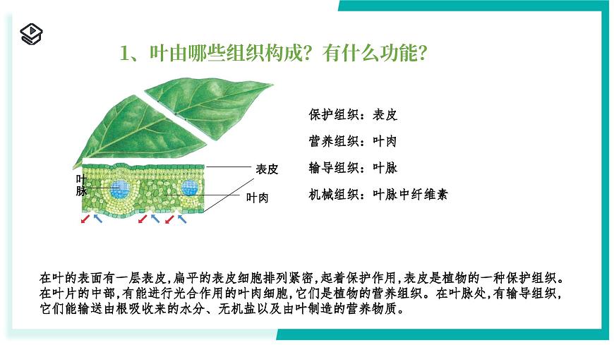 1.1 生物體的結(jié)構(gòu)層次（第2課時）-初中科學(xué)七年級下冊 同步教學(xué)課件（浙教版2024）第7頁