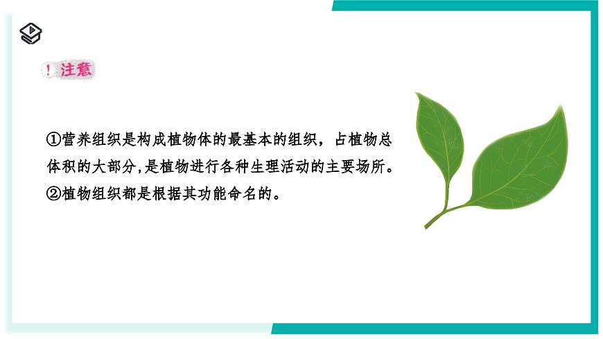 1.1 生物體的結(jié)構(gòu)層次（第2課時）-初中科學(xué)七年級下冊 同步教學(xué)課件（浙教版2024）第8頁