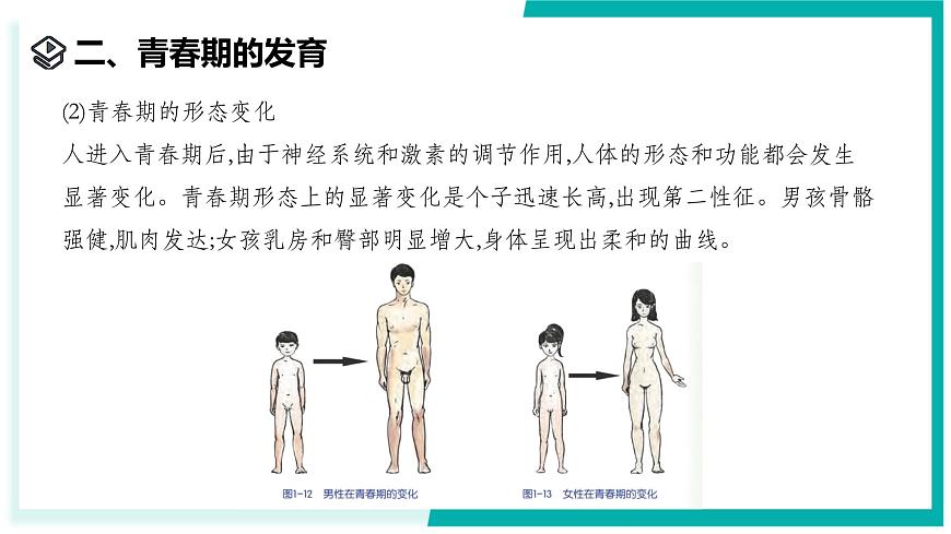1.2 人和動物的生殖與發(fā)育（第2課時）-初中科學(xué)七年級下冊 同步教學(xué)課件（浙教版2024）第8頁