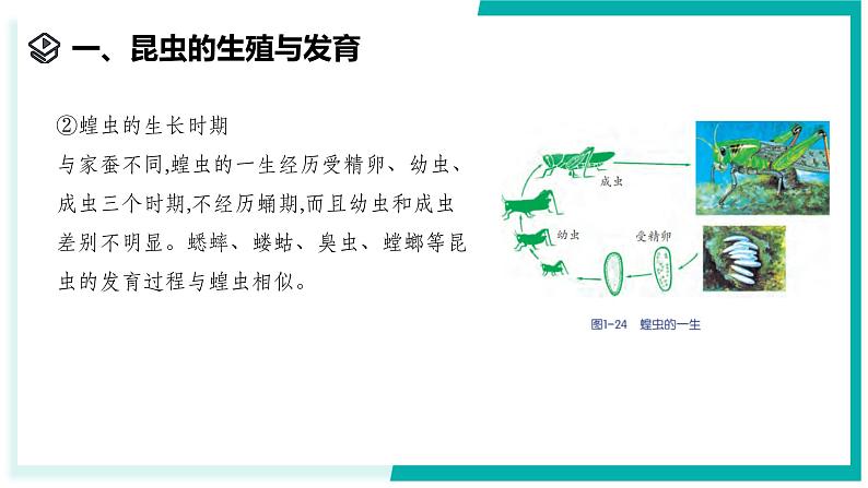 1.2 人和动物的生殖与发育(第3课时)-初中科学七年级下册 同步教学课件(浙教版2024)第4页