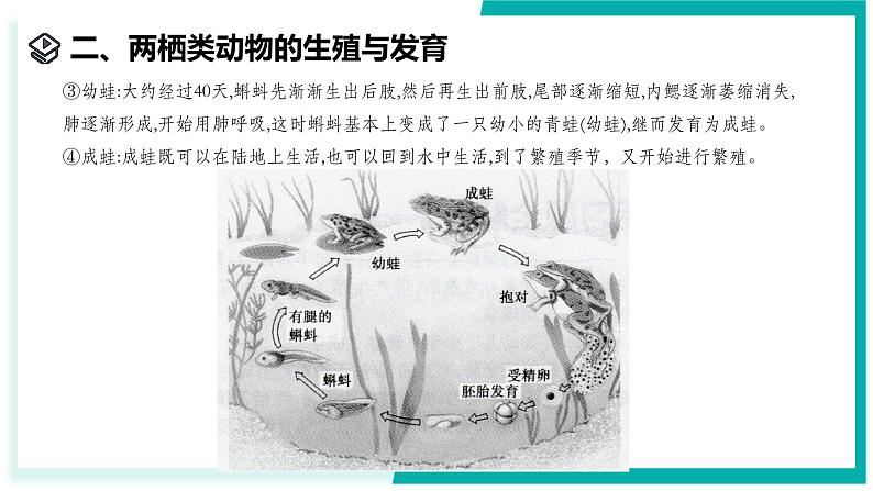 1.2 人和动物的生殖与发育(第3课时)-初中科学七年级下册 同步教学课件(浙教版2024)第8页