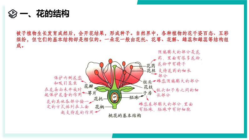 1.3 植物的生殖与发育(第1课时)-初中科学七年级下册 同步教学课件(浙教版2024)第3页
