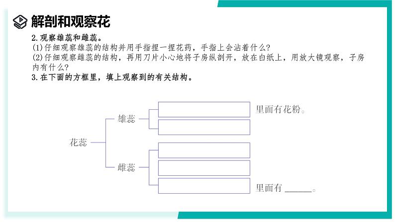 1.3 植物的生殖与发育(第1课时)-初中科学七年级下册 同步教学课件(浙教版2024)第6页