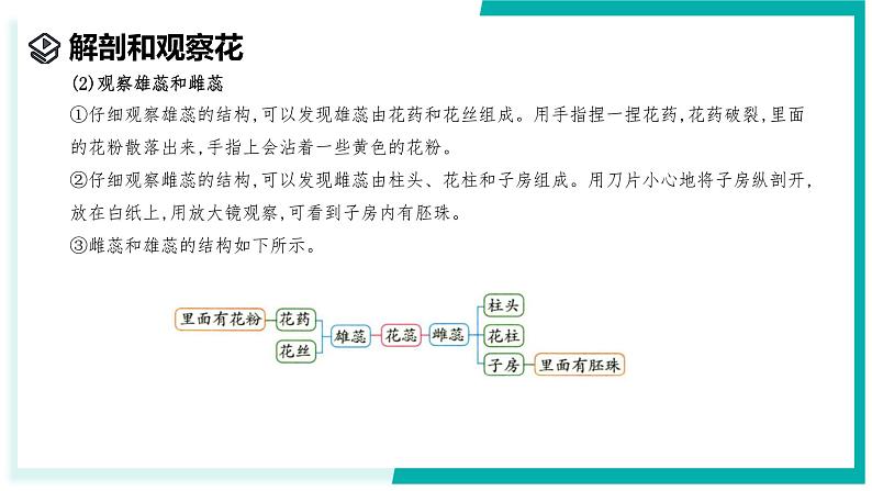 1.3 植物的生殖与发育(第1课时)-初中科学七年级下册 同步教学课件(浙教版2024)第7页