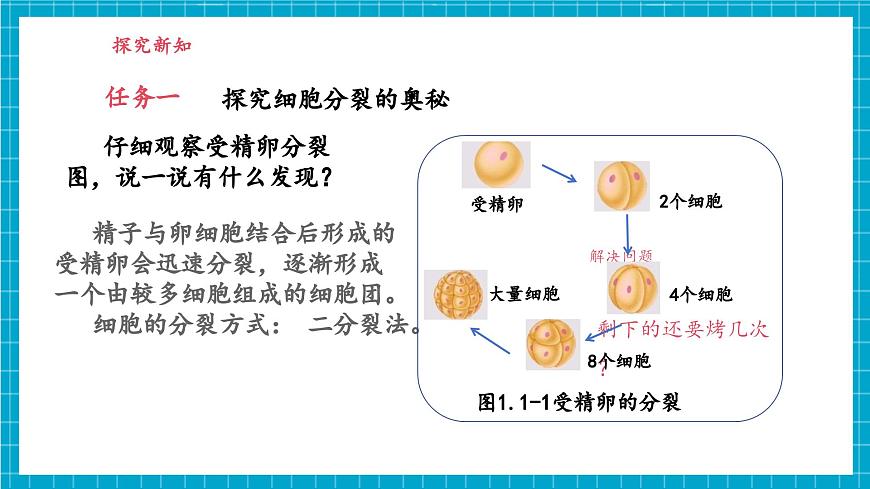 浙教版七下科學(xué) 1.1 生物體的結(jié)構(gòu)層次（1）第6頁