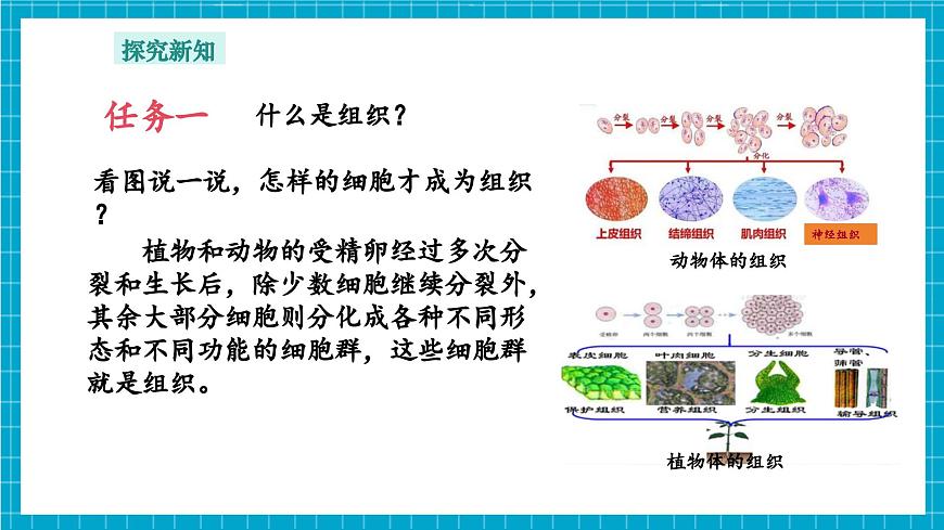 浙教版七下科學(xué) 1.1 生物體的結(jié)構(gòu)層次（2）第5頁