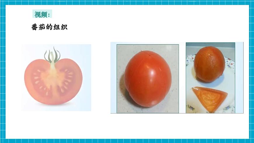 浙教版七下科學(xué) 1.1 生物體的結(jié)構(gòu)層次（2）第6頁