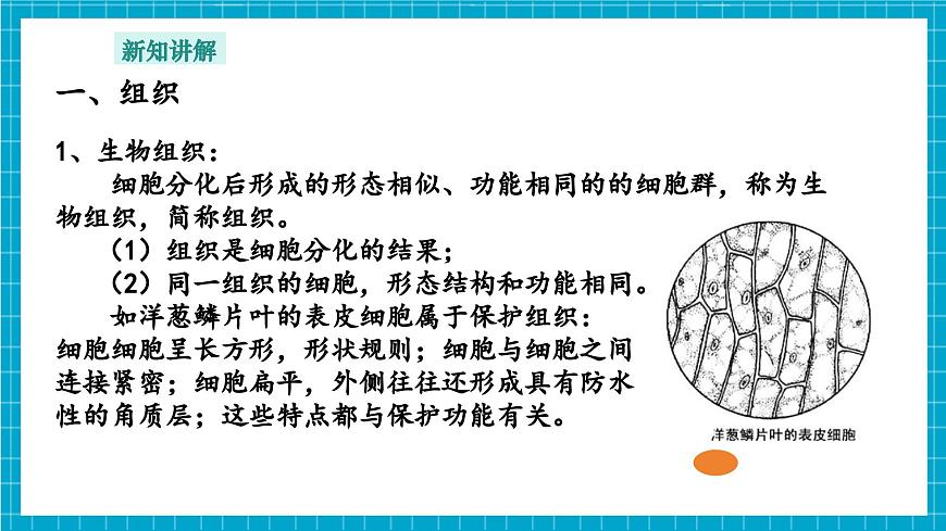 浙教版七下科學(xué) 1.1 生物體的結(jié)構(gòu)層次（2）第7頁