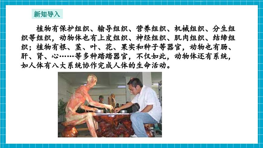 浙教版七下科學(xué) 1.1 生物體的結(jié)構(gòu)層次（3）第6頁