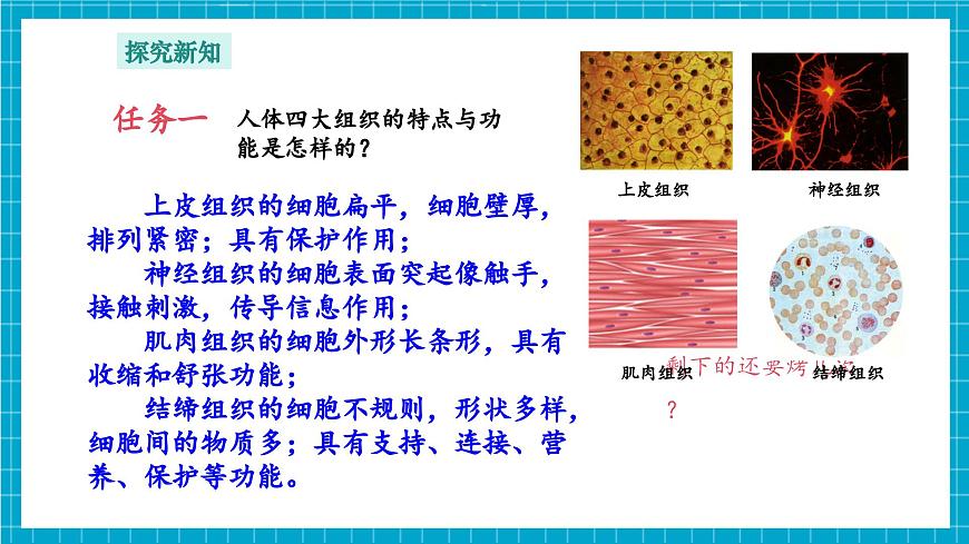 浙教版七下科學(xué) 1.1 生物體的結(jié)構(gòu)層次（3）第7頁