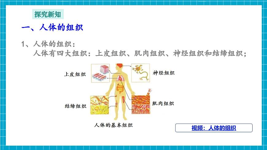 浙教版七下科學(xué) 1.1 生物體的結(jié)構(gòu)層次（3）第8頁