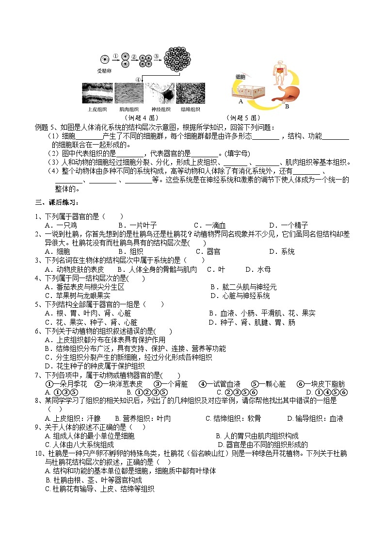 浙教版七下科学 1.1 生物体的结构层次(3) 学案第2页