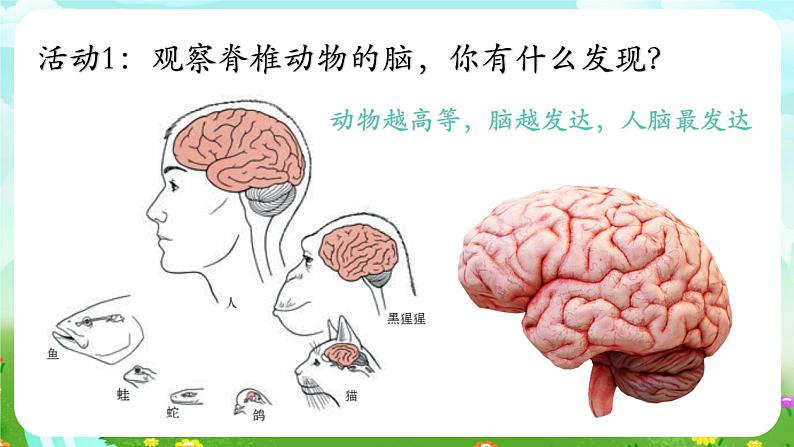华师大版科学八下 7.2《人体生命活动的神经调节》第1课时 课件第4页