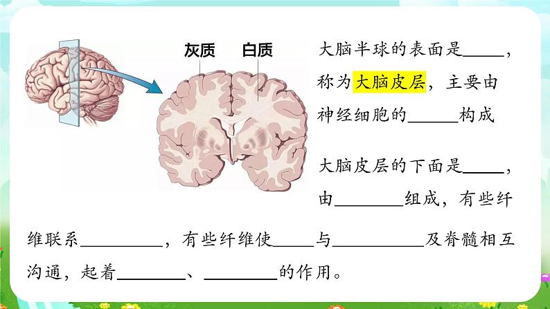 华师大版科学八下 7.2《人体生命活动的神经调节》第1课时 课件第8页