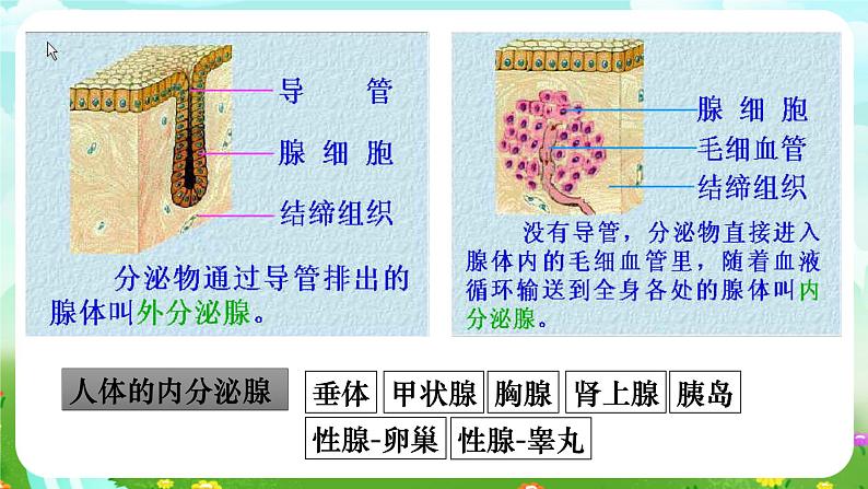 华师大版科学八下 7.3《人体生命活动的激素调节》课件第5页