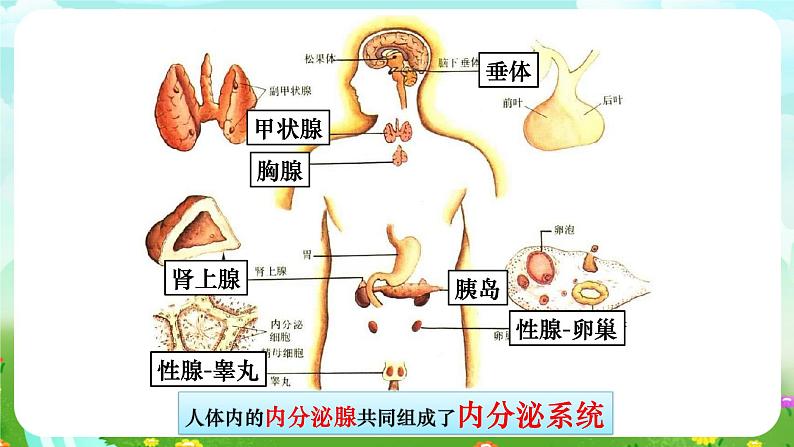 华师大版科学八下 7.3《人体生命活动的激素调节》课件第6页