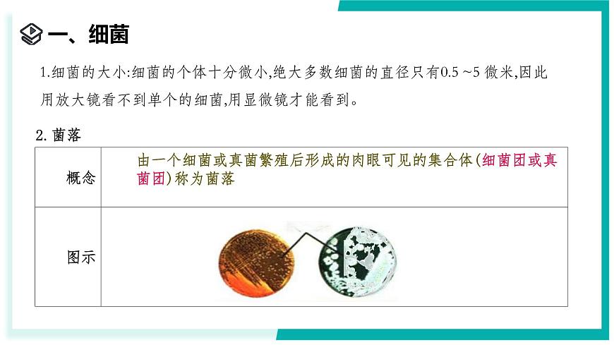 1.4 微生物的結(jié)構(gòu)與生殖-初中科學(xué)七年級(jí)下冊(cè) 同步教學(xué)課件（浙教版2024）第3頁