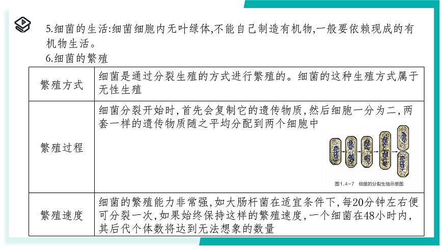 1.4 微生物的結(jié)構(gòu)與生殖-初中科學(xué)七年級(jí)下冊(cè) 同步教學(xué)課件（浙教版2024）第7頁