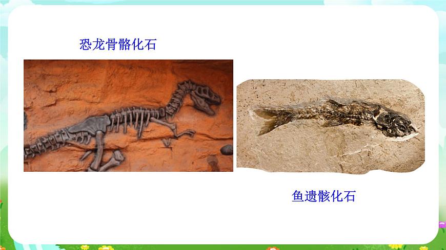 浙教版科學(xué)九下 1.4《生物的進(jìn)化》第1課時 課件第3頁