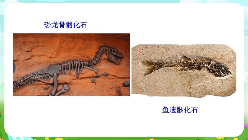 浙教版科学九下 1.4《生物的进化》第1课时 课件第3页