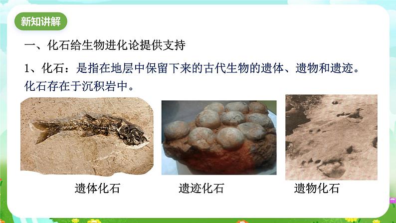 浙教版科学九下 1.4《生物的进化》第1课时 课件第4页