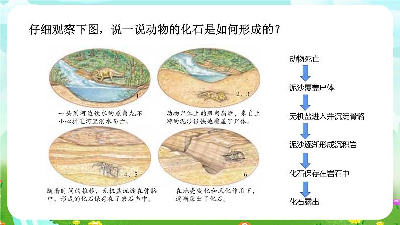 浙教版科学九下 1.4《生物的进化》第1课时 课件第6页