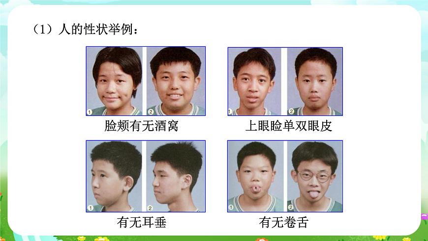 浙教版科學(xué)九下 1.5《遺傳和進(jìn)化》第1課時(shí) 課件第4頁