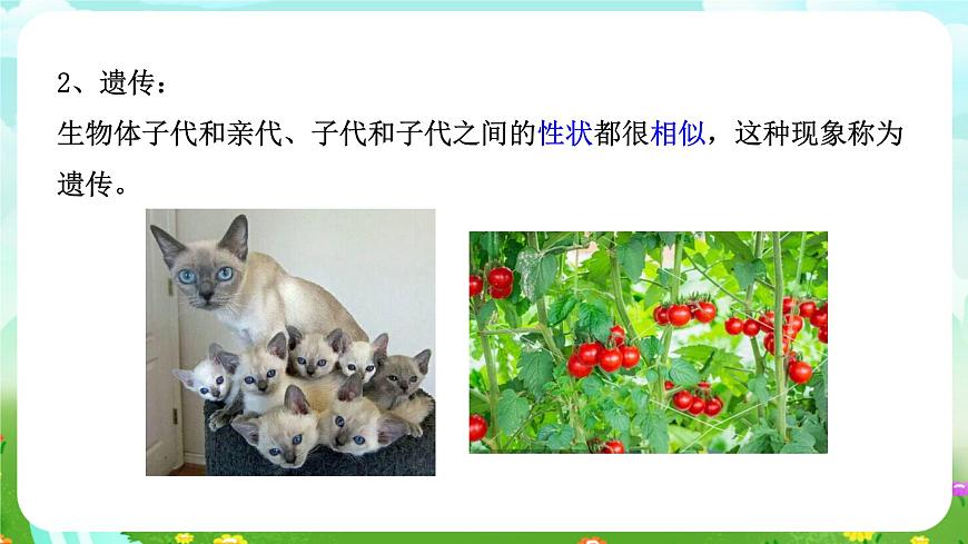 浙教版科學(xué)九下 1.5《遺傳和進(jìn)化》第1課時(shí) 課件第6頁