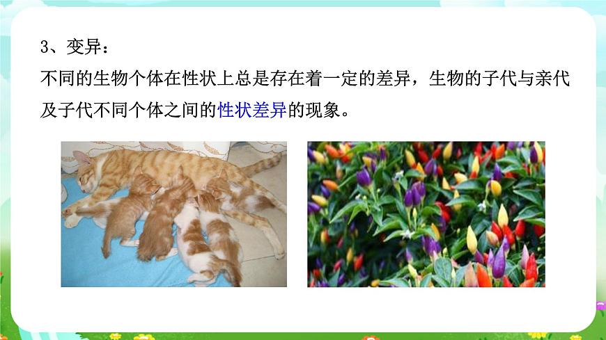 浙教版科學(xué)九下 1.5《遺傳和進(jìn)化》第1課時(shí) 課件第7頁