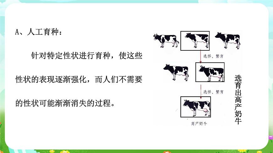 浙教版科學(xué)九下 1.5《遺傳和進(jìn)化》第2課時(shí) 課件第7頁(yè)
