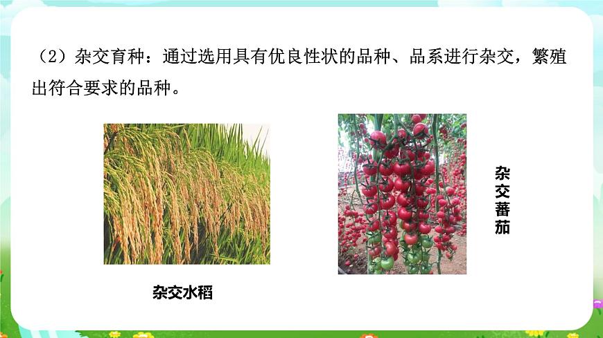 浙教版科學(xué)九下 1.5《遺傳和進(jìn)化》第2課時(shí) 課件第8頁(yè)