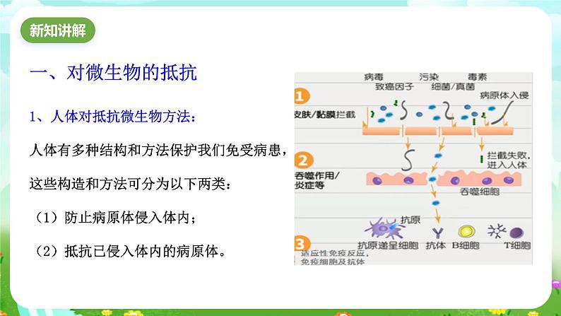 浙教版科学九下 3.3《身体的防卫》第1课时 课件第4页