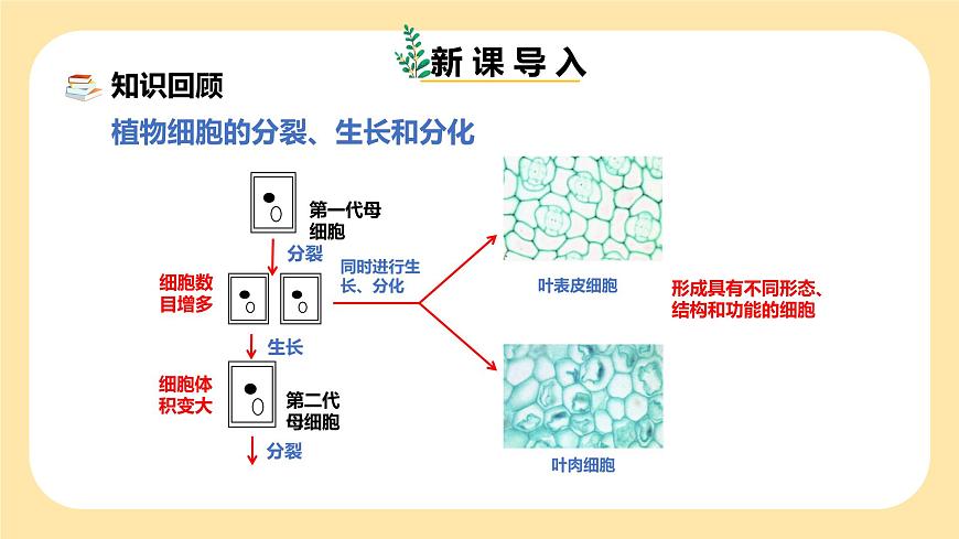 七下新浙教版（2024）初中科學 第一章生命的結構與生殖 1.2《生物體的結構層次》 第2課時  課件第3頁