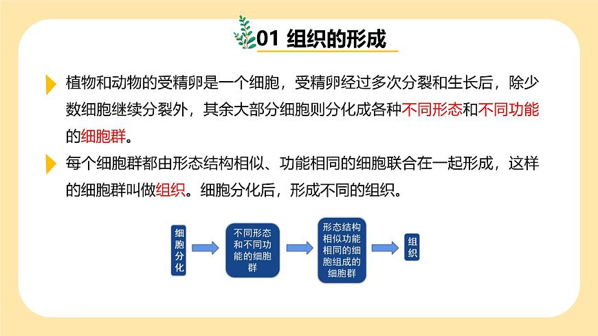七下新浙教版（2024）初中科學 第一章生命的結構與生殖 1.2《生物體的結構層次》 第2課時  課件第5頁