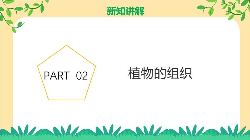 七下新浙教版（2024）初中科學 第一章生命的結構與生殖 1.2《生物體的結構層次》 第2課時  課件第7頁