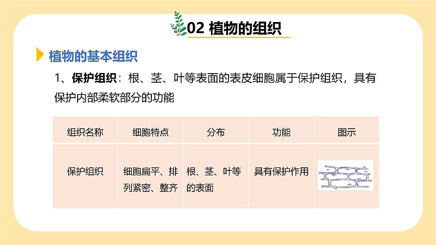 七下新浙教版（2024）初中科學 第一章生命的結構與生殖 1.2《生物體的結構層次》 第2課時  課件第8頁