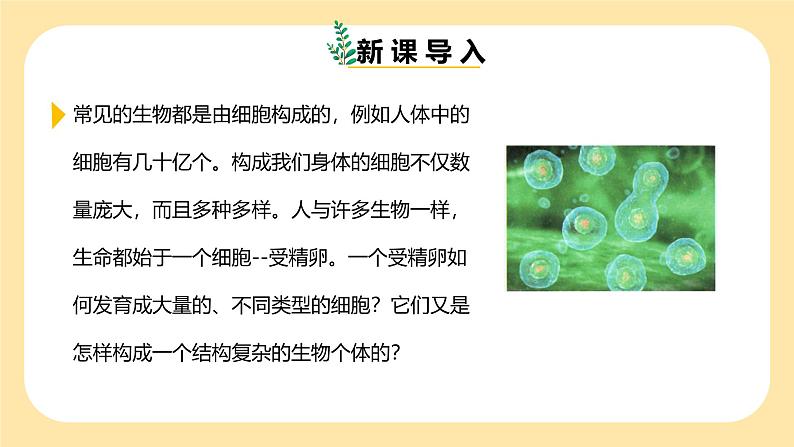 七下新浙教版(2025)初中科学 第一章生命的结构与生殖 1.1《生物体的结构层次》 第1课时 课件第3页